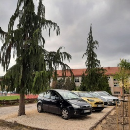 Nowy parking, nowe drzewa